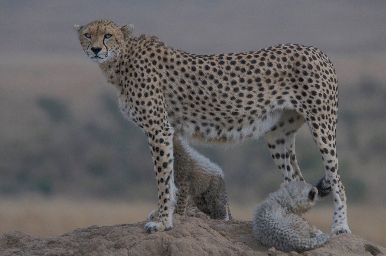 Biodiversity and Ecotourism: Friends or Foes?